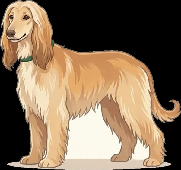 Illustration: Hundefutter Afghanischer Windhund: Fellglanz