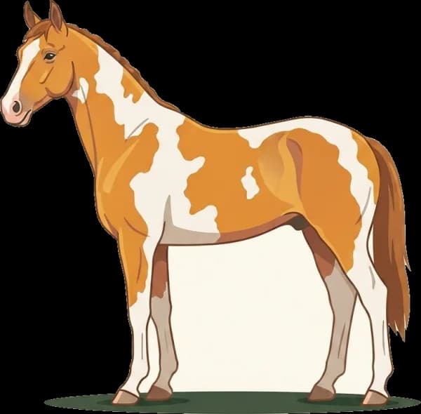 Illustration: Pferdefutter American Paint Pony: PSSM