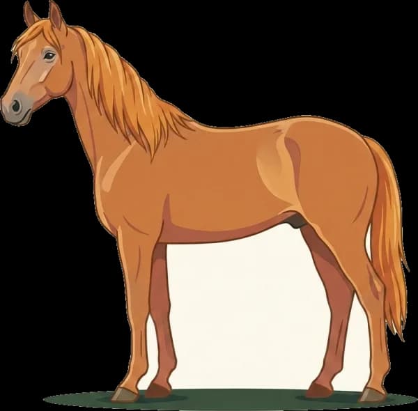 Illustration: Pferdefutter American Saddlebred: Show