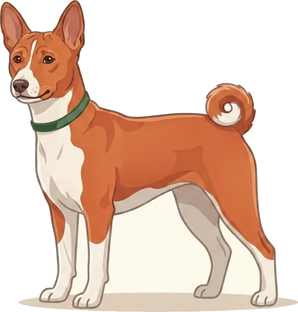 Illustration: Hundefutter Basenji: Darmgesundheit · futter.de