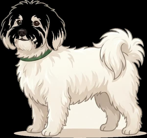 Illustration: Hundefutter Bologneser: Kleinrasse-Energie