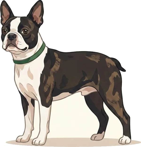Illustration: Hundefutter Boston Terrier: Brachyzephal