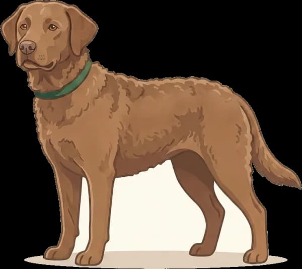 Illustration: Hundefutter Chesapeake Bay Retriever: Jagd