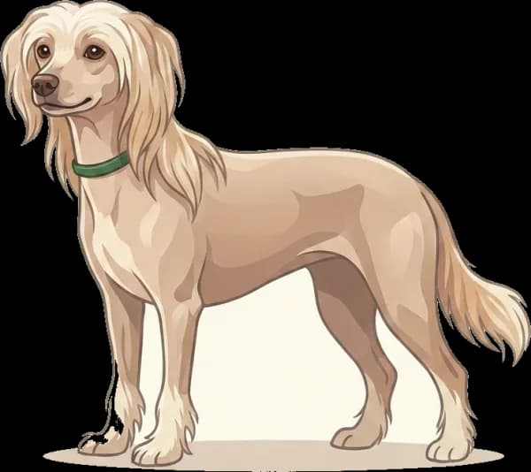 Illustration: Hundefutter Chinesischer Schopfhund: Haut