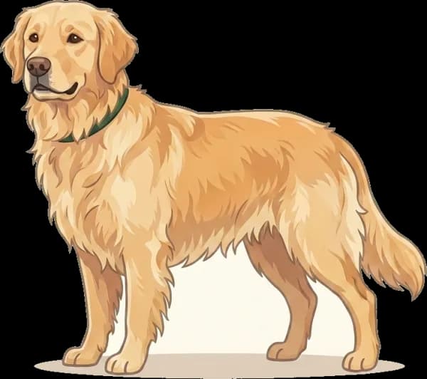 Illustration: Hundefutter Golden Retriever: Gewicht