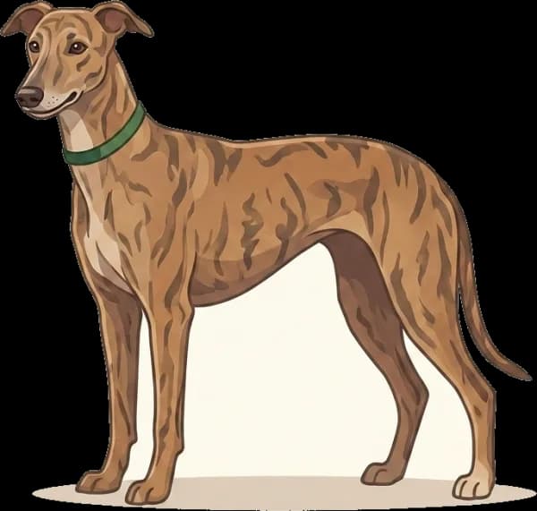 Illustration: Hundefutter Greyhound: Ultraprotein-Mager
