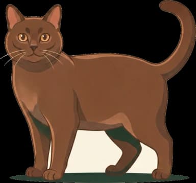 Katzenfutter Havana-Katze: Augenschutz