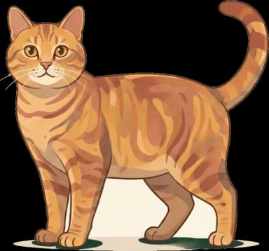 Katzenfutter Hauskatze Kurzhaar: Senior