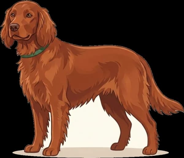 Illustration: Hundefutter Irish Red Setter: Jagdleistung