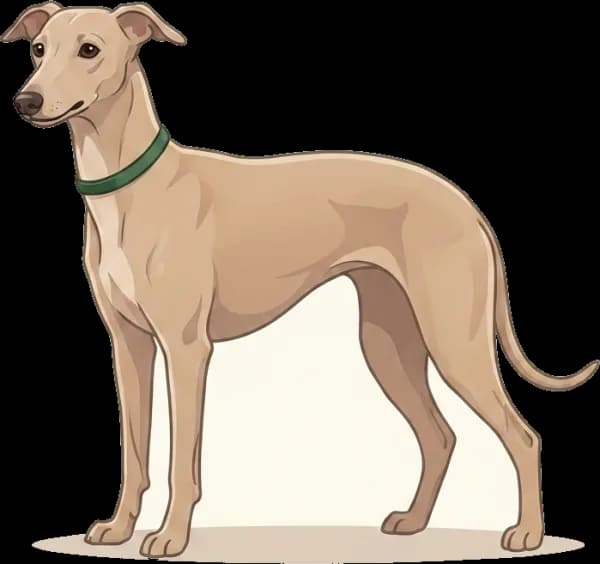 Illustration: Hundefutter Italienisches Windspiel: Energie