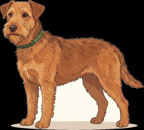 Illustration: Hundefutter Lakeland Terrier: Hochenergie