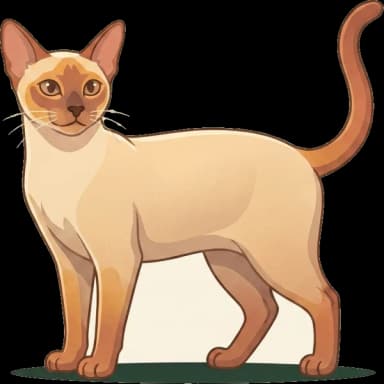 Katzenfutter für Modern Siamese
