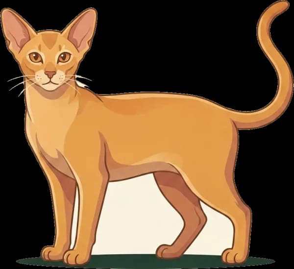Illustration: Katzenfutter Orientalisch Kurzhaar: Protein
