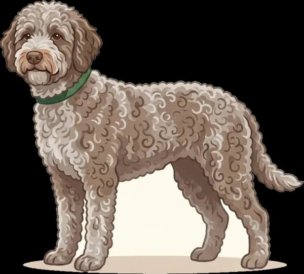 Illustration: Hundefutter Lagotto Romagnolo: Arbeit