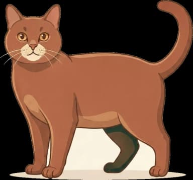 Katzenfutter York Chocolate: Energie